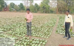 तेन्दूपत्ता संग्रहण की नई पहल से अबुझमाड़ के 22 गांवों को मिला लाभ, गांव के पास खुला फड़, 365 संग्राहकों को मिला सीधा आर्थिक लाभ.